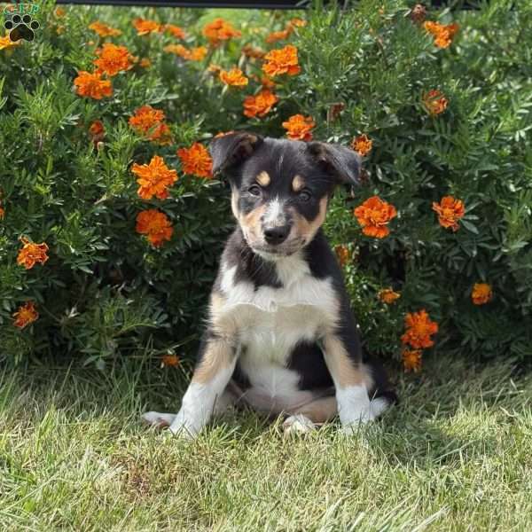 Cheddar, Border Collie Puppy